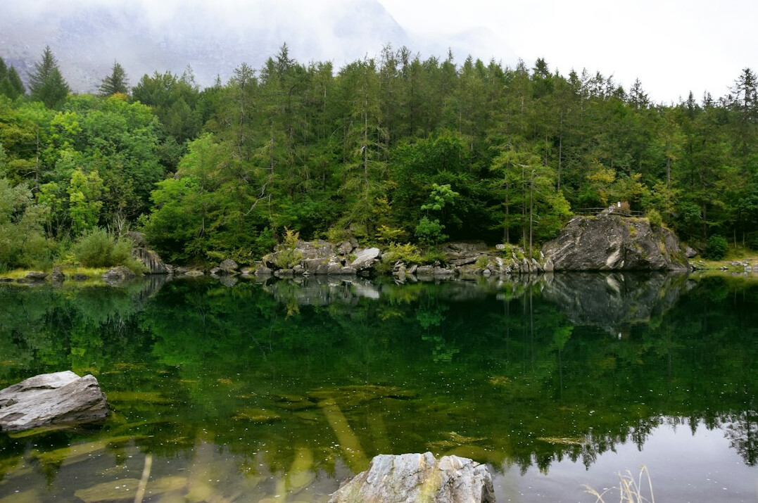 Quiet lake surrounded by green forest