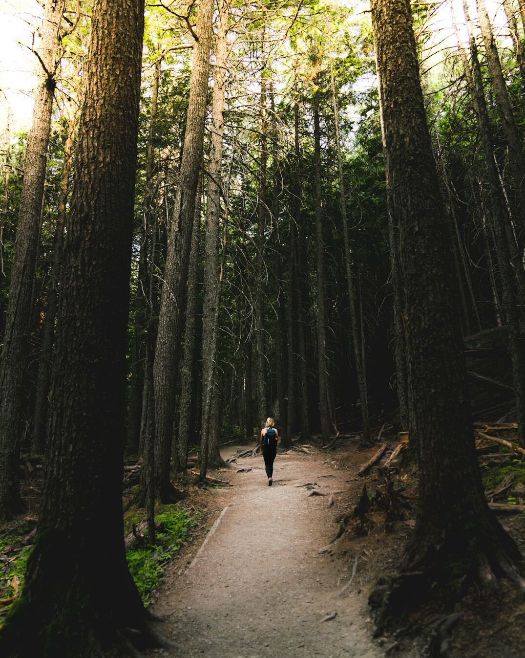 forest weekend walk