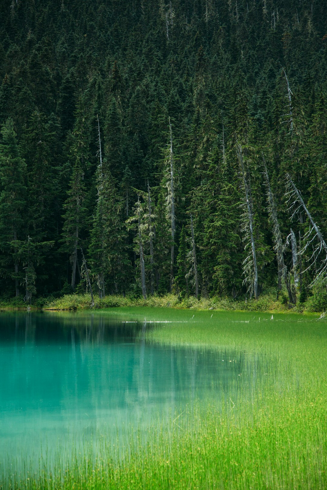 hidden lake in forest